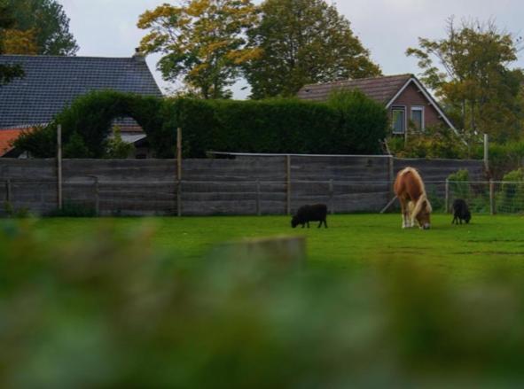 Vakantiewoning De Schelp Ellemeet Exteriér fotografie